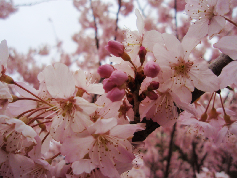 早咲の桜「はるめき」