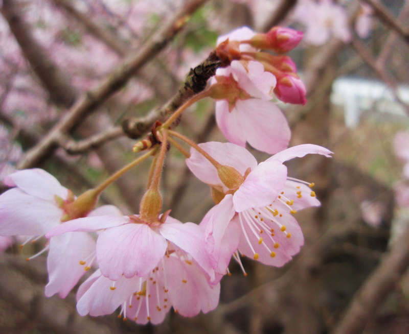早咲の桜「はるめき」
