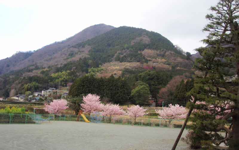 早咲の桜「はるめき」