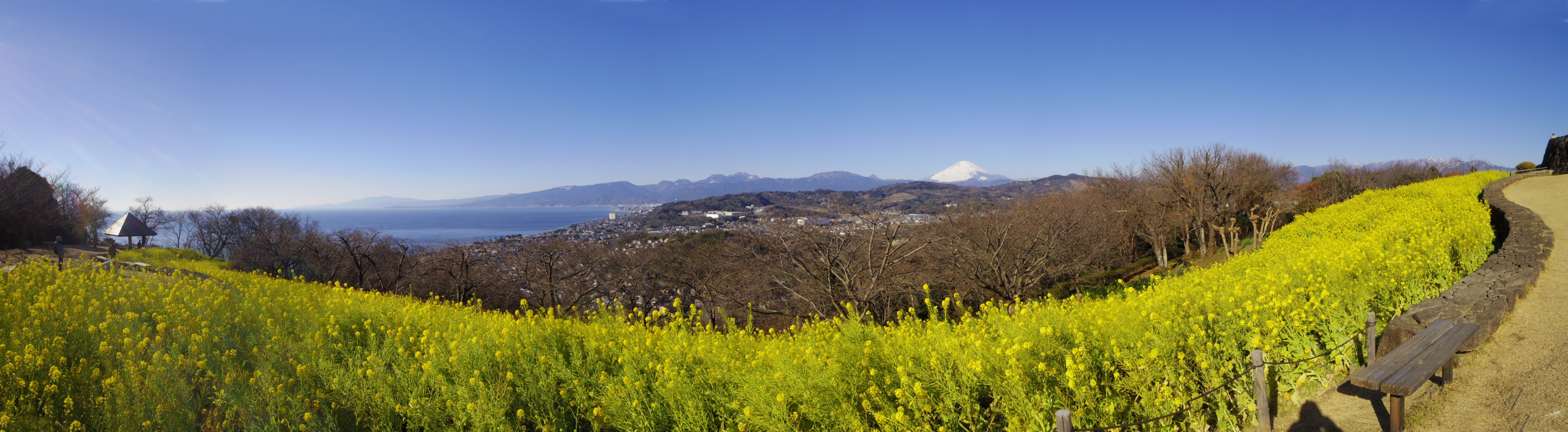 ��ȎR����̕x�m�R�@�@�@�x�m�R�ƍ؂̉Ԕ��Ɣ����̎R�Ƒ��͘p�@�g��