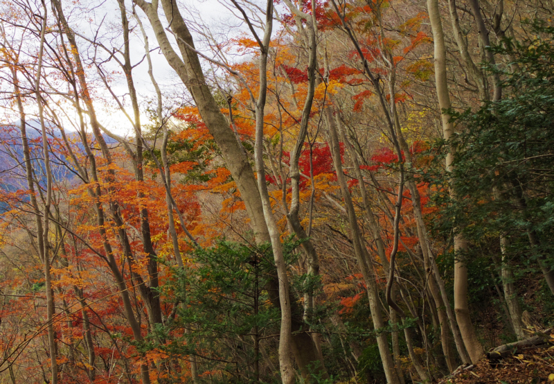 12月7日ですが紅葉