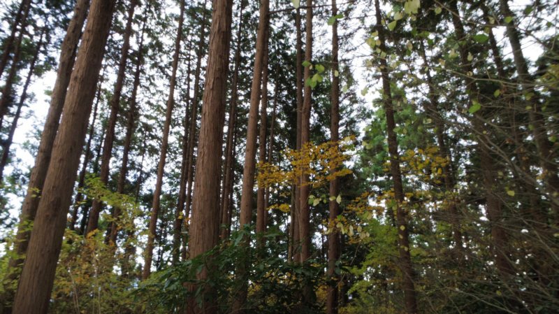 まっすぐ伸びる杉林