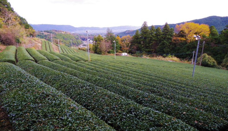 茶畑が綺麗