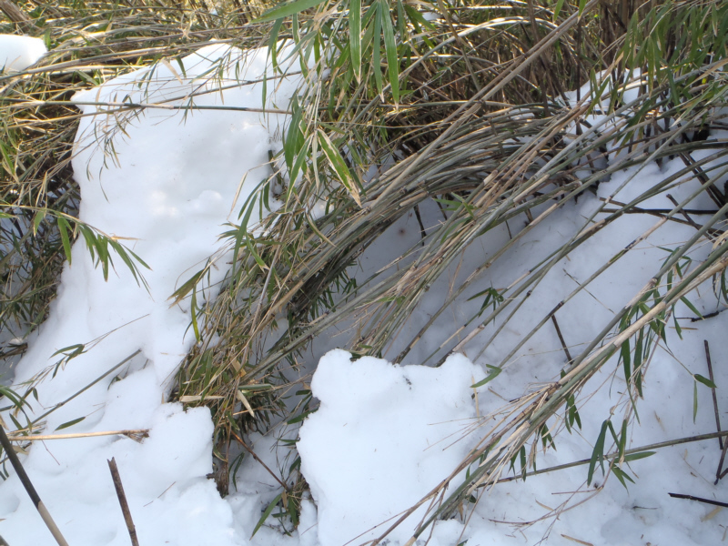 笹が雪で曲げられてトンネル