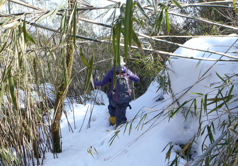 笹のない道か、笹の上の道か