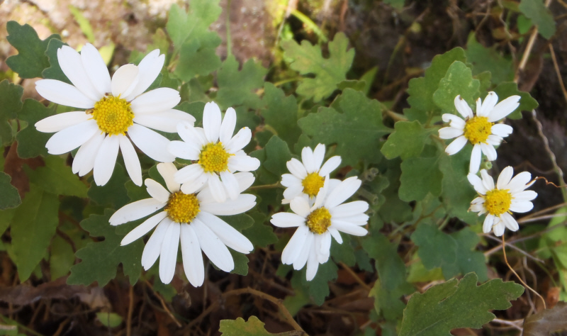 リュウノウギク