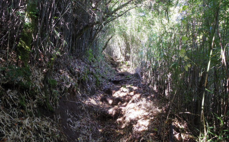 笹に囲まれた道