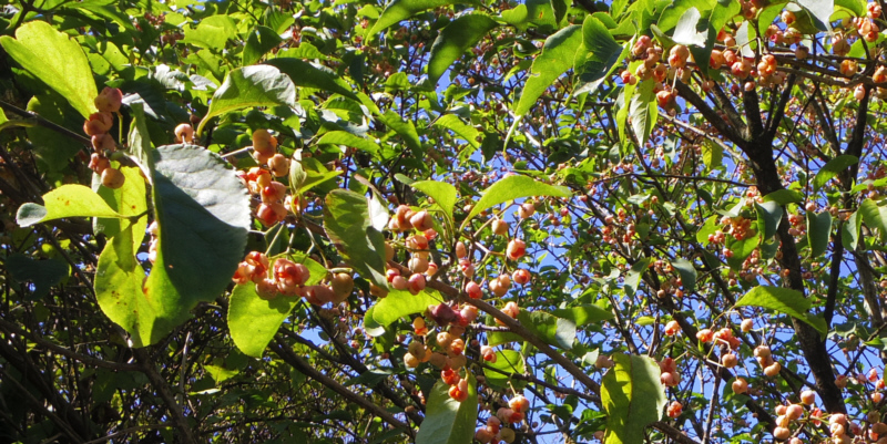 名前は知らないが実