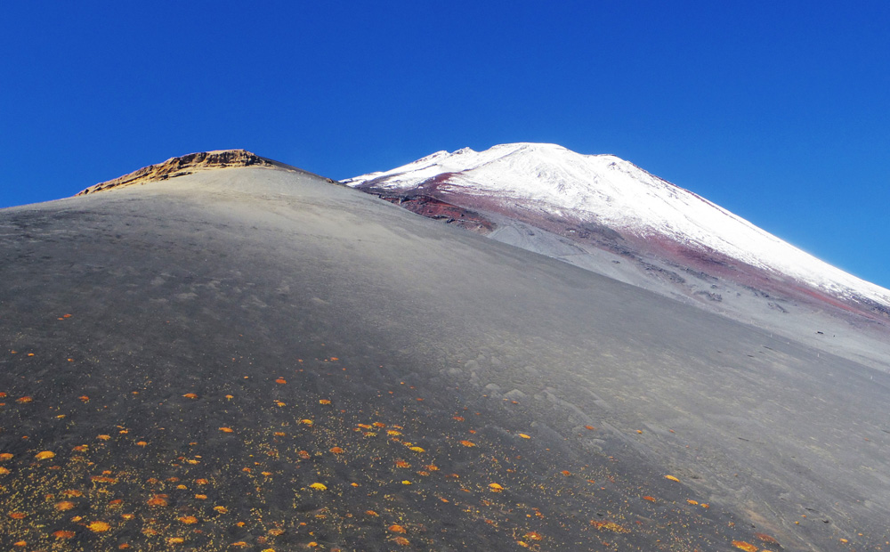 �x�m�R�ƕ�i�R