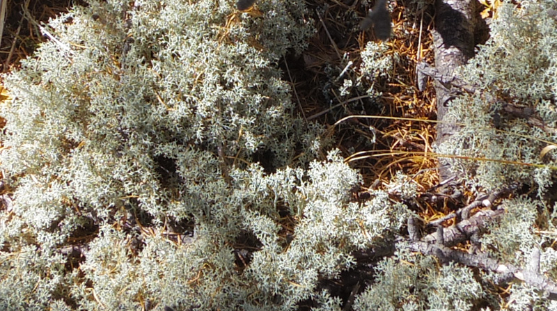 �~���}�n�i�S�P