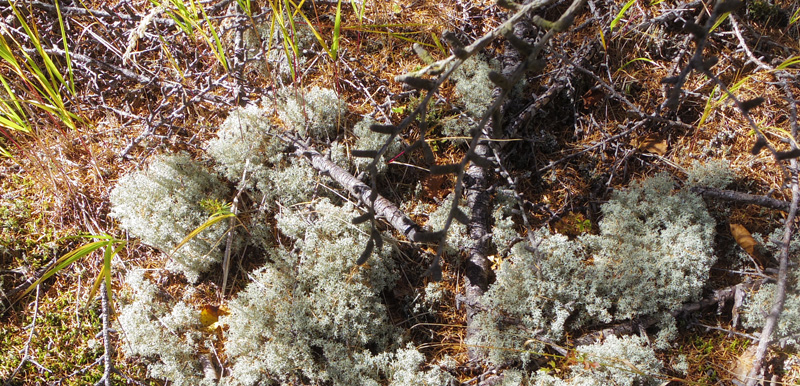 �~���}�n�i�S�P