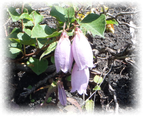 ���}�z�^���u�N��