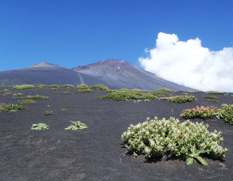 �C�^�h���ƕ�i�R�ƕx�m�R