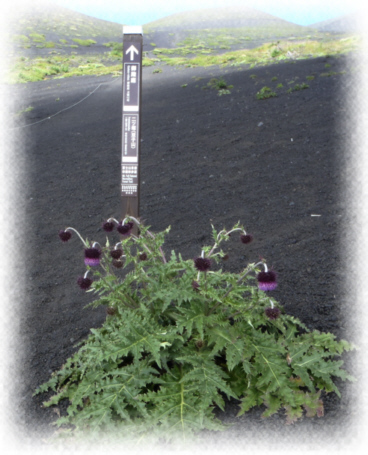 �W���u�@����a��iGoten-niwa�j  ��b�ˁi�o�q�R�j