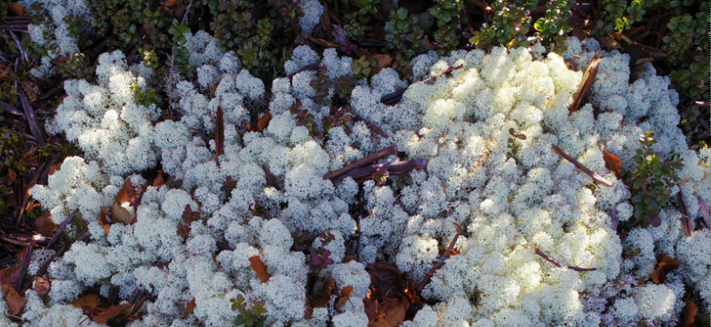 �䒆���Ō����~���}�n�i�S�P