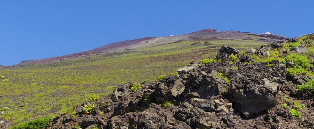 �܍��ځ`�Z���ڂ���̕x�m�R