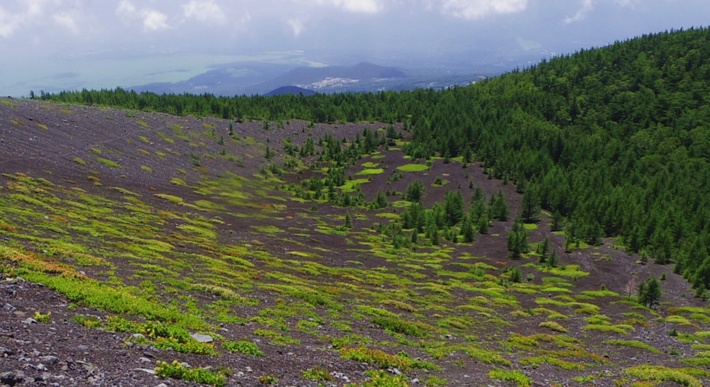 �΂̔z�u��������