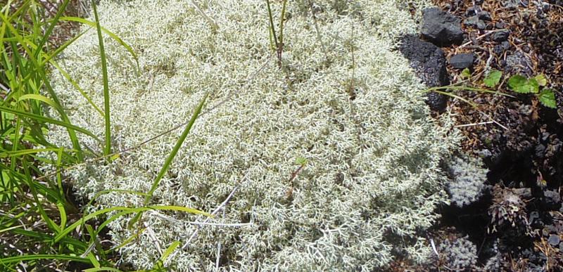 �~���R�n�i�S�P