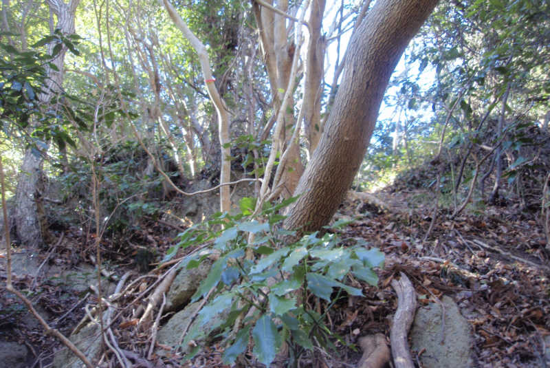 低山ですがｽﾘﾙある山道