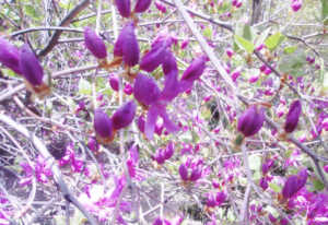 アマギシャクナゲ