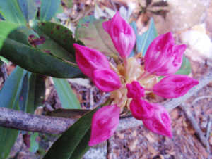 アマギシャクナゲ