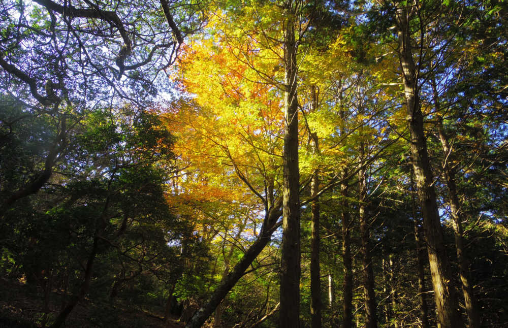 朝日にあたる黄葉
