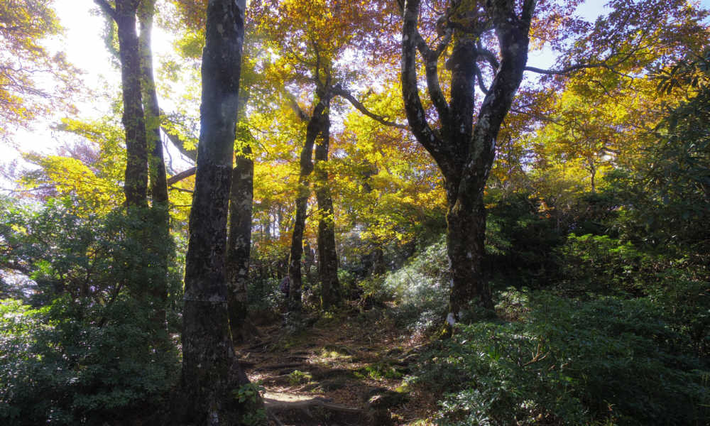 万三郎岳への道