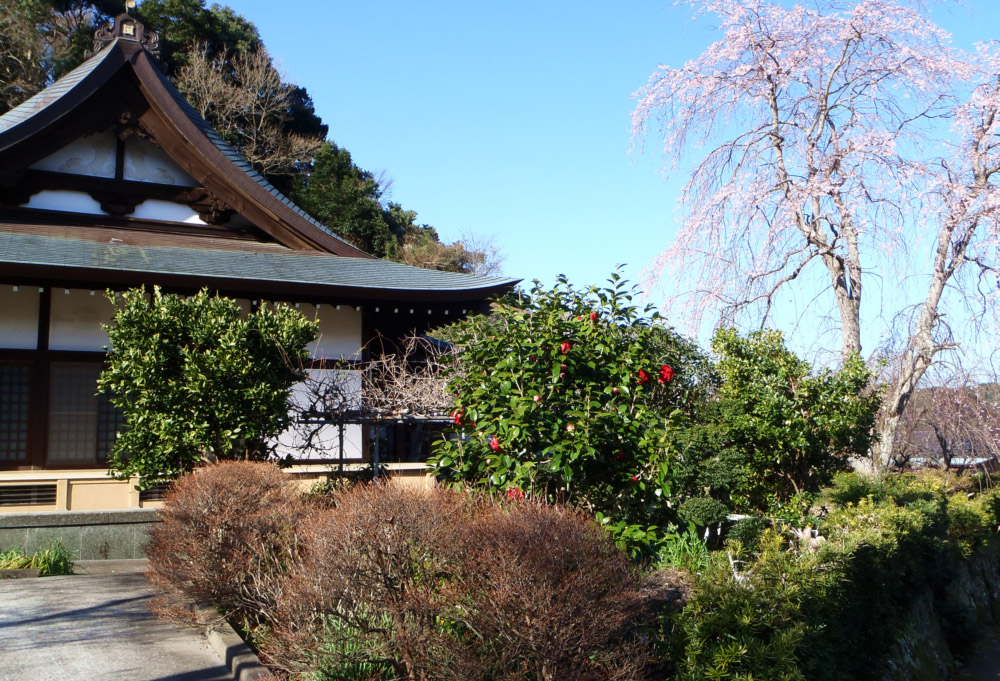 住本寺と桜