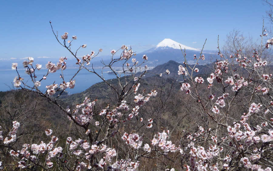 葛城山から富士山と桜