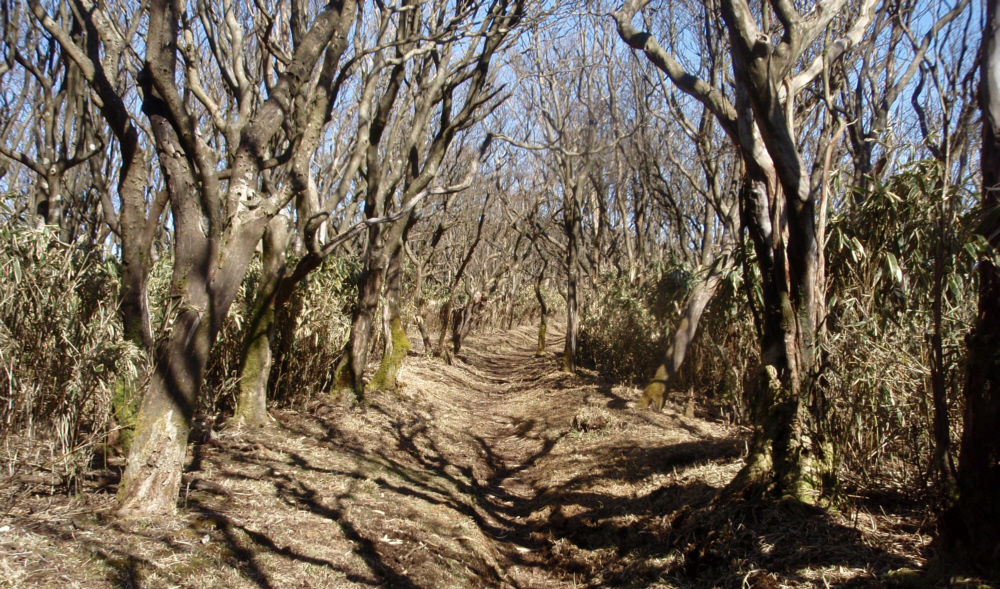 山道を進みます