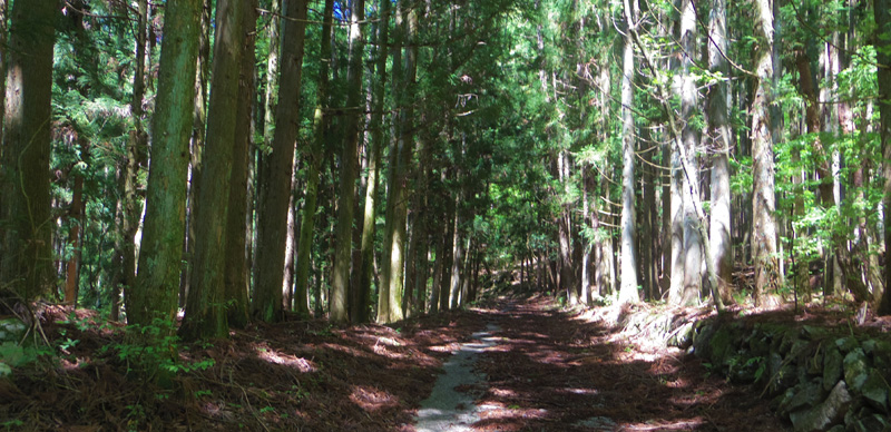 新緑の樹木に囲まれた林道