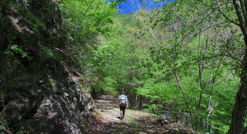緑あふれる林道