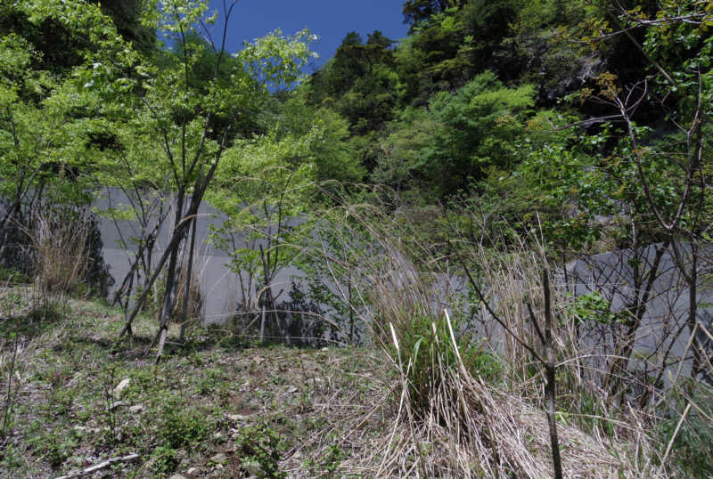 林道が行き止まり