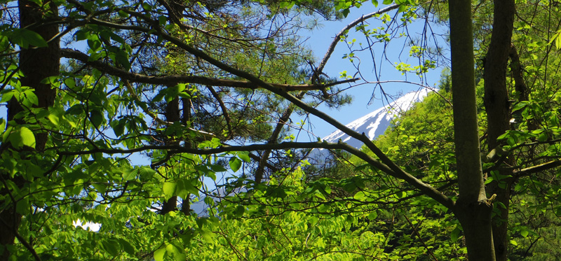 樹木の間から富士山