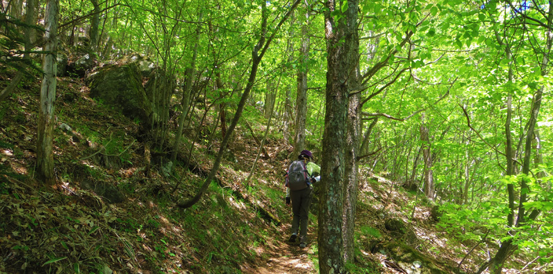 登山道を進みます