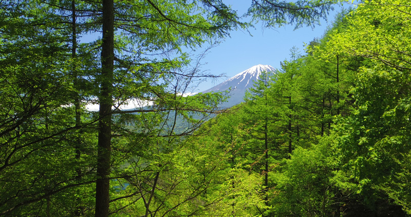 樹木の間から三峰構造の富士山山頂