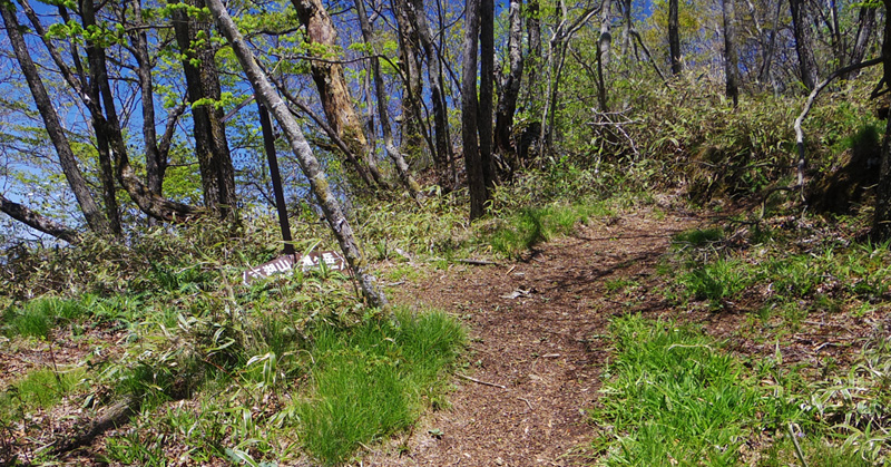 尾根道の分岐