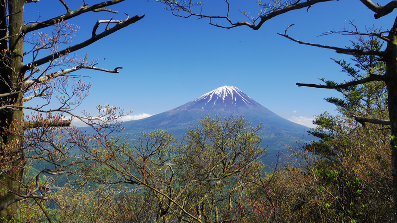 右側の樹木の間から富士山