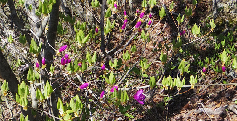ミツバツツジは殆ど蕾
