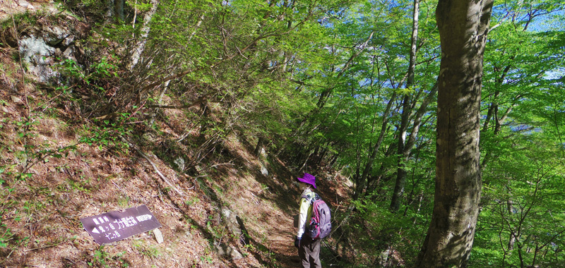 ブナ原生林の標識