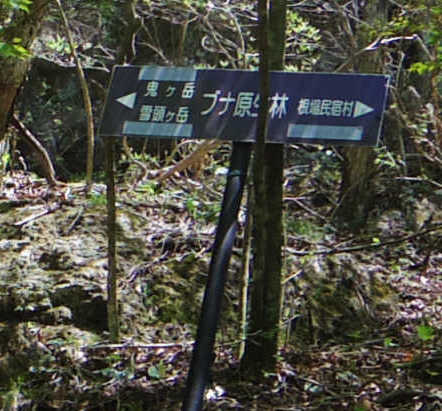 ブナ原生林表示板